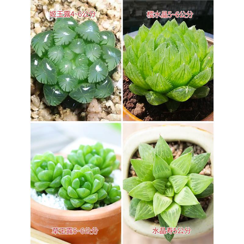 히메+사쿠라 크리스탈+풀 옥이슬+크리스탈 장수