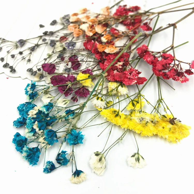 Звездное сушеное тисненое растение образец настоящего цветка капель для мобильного телефона