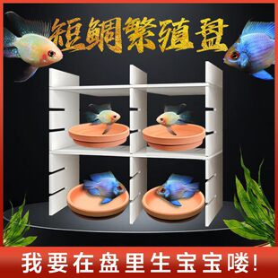 ���ӷ�ֳ�PƬ�����_��С�~�a�Ѷ�����B��ֳ�����P���ձP����ˮ