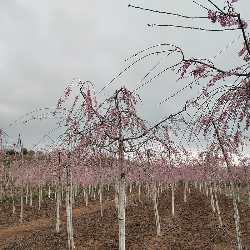 微信图片_20230818145801 副本.jpg