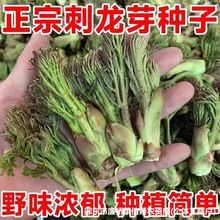 刺龙芽种子大全东北刺龙苞刺老芽刺嫩芽种籽原装种子大全批发代发