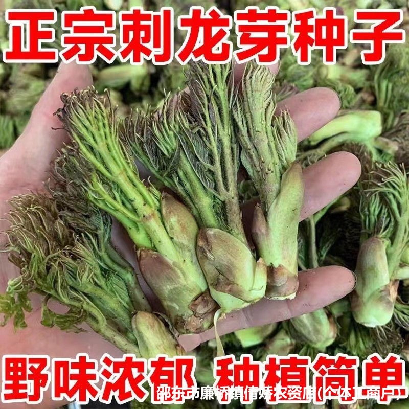 刺龙芽种子大全东北刺龙苞刺老芽刺嫩芽种籽原装种子大全批发代发
