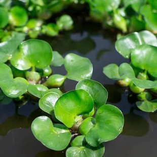 Water Hyacinth, Blue Water Hyacinth, Aquatic Plants, Water Body Greening, River Management, Artificial Floating Islands, Planting and Breeding