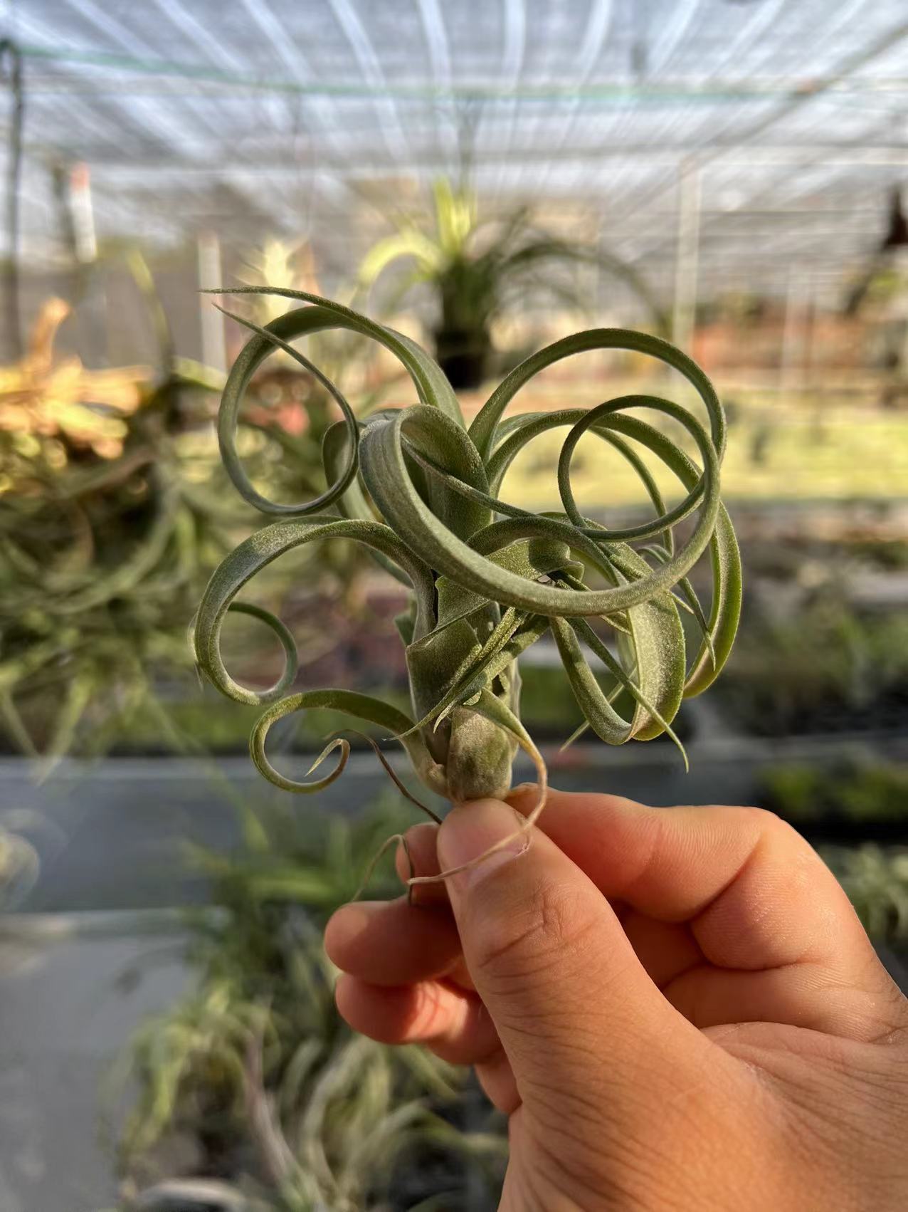 Small flower roll 6-8cm