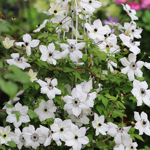 �D��ɏ��������ֲ��ͥԺ�ͺ�ֲ�ﻨ�����Ԟ��а��̨���F��ɏ����