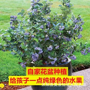 �{ݮ����玧�����{ݮ���ϱ����Nֲ�����ش��̨���Ԙ��箔��Y��