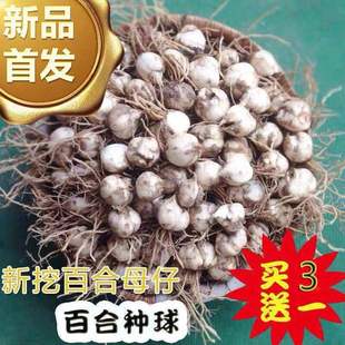 食用百合種子圖片 海量高清食用百合種子圖片大全 阿里巴巴