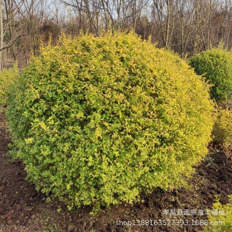 0065f458b801d22da3049876b6cfe8