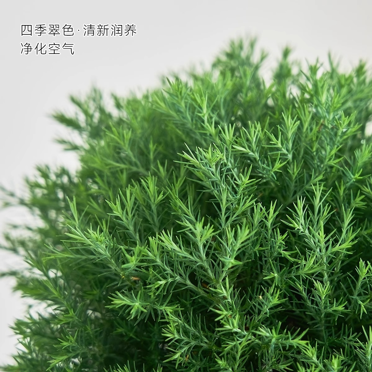 Pequeño bonsai verde en la sala de estar de escritorio de la oficina, hoja perenne en todas las estaciones, buena alimentación emocional estable image 4