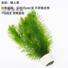 金魚藻水草 金魚藻水草批發 促銷價格 產地貨源 阿里巴巴
