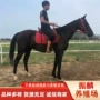 江西一匹普通阿拉伯马