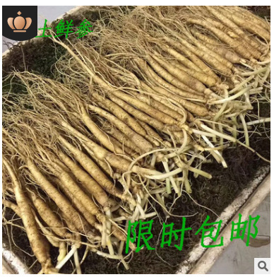 長白山高麗人参、掘りたて、売りたての高麗人参、東北名物、ワイン漬け、スープ、高麗人参、滋養ギフト、一世代高麗人参|undefined