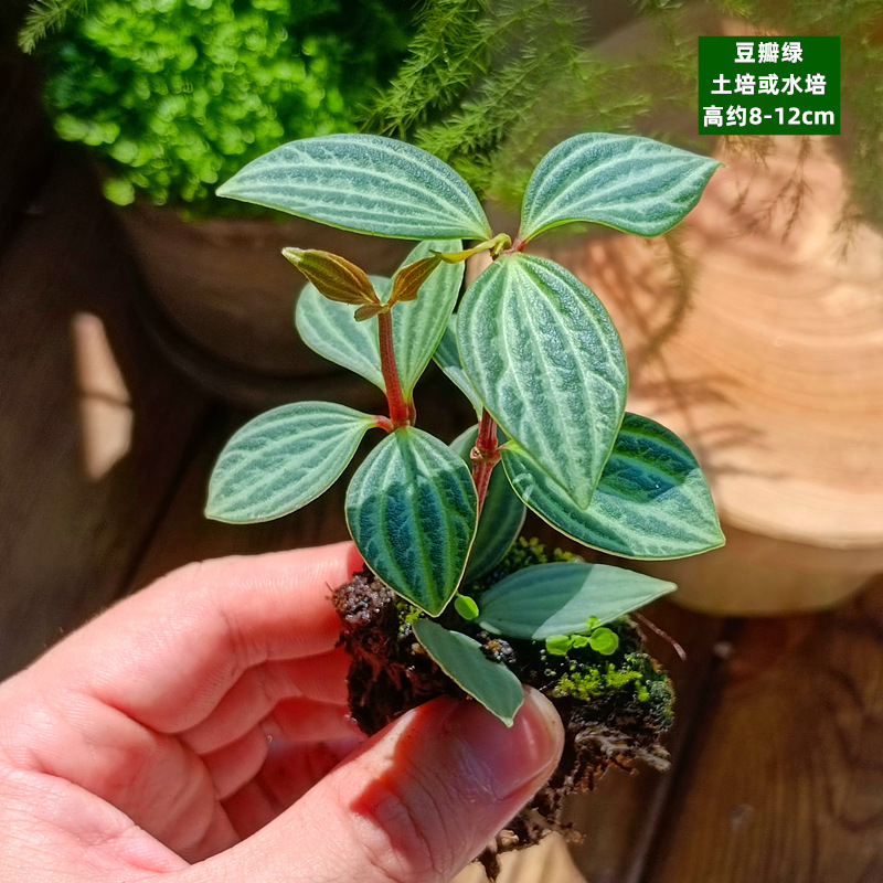 육상 또는 수경재배 - 녹색 녹색