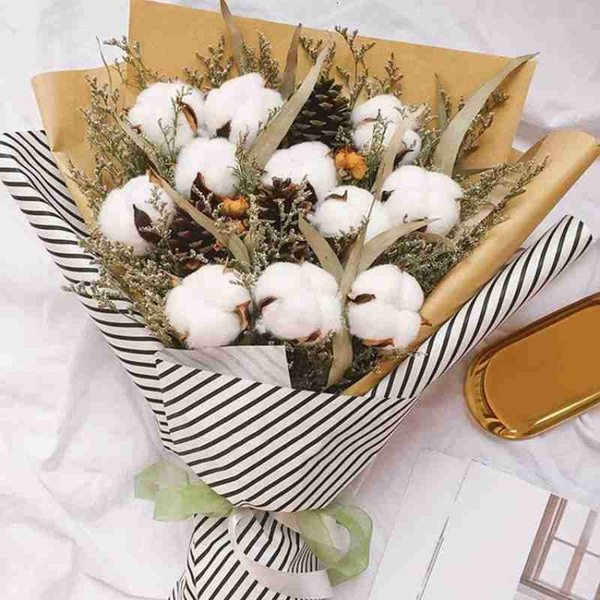 Single stem of dry cotton