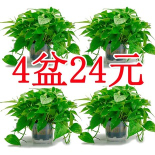 G}҃ˮ͏dGֲȩ՚ֲ~LپG}