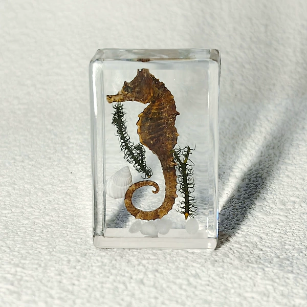 Hippocampus