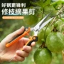采摘摘果园林花艺树枝剪