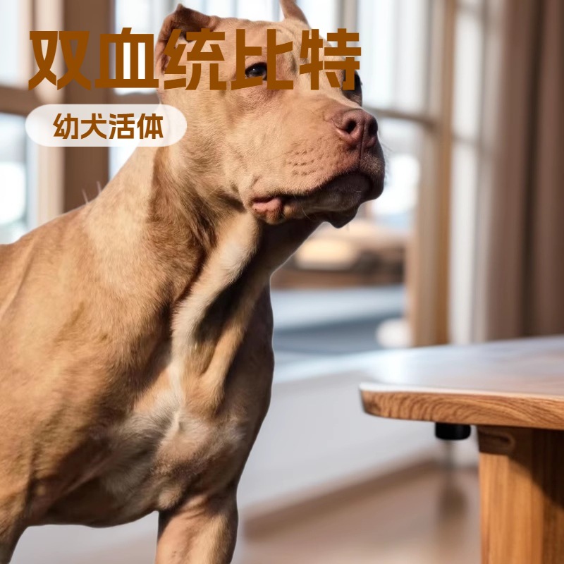 Purebred Pitbull Puppy Live Dog Double Blood Large Dog Working Dog Guard Dog Pet Dog Puppy Live Animal