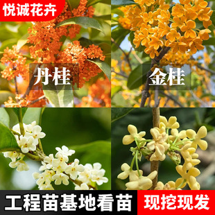 ��С�繫�@�^�p�L���䵤�� �����������𻨘�r��