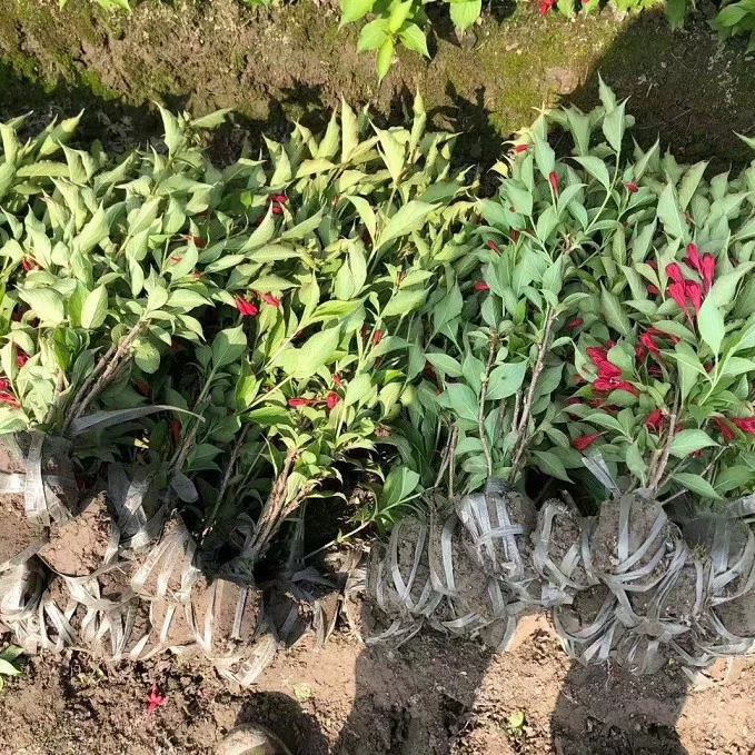 База оптом поставляет большое количество корней красного принца (вейгела) с высокой выживаемостью, полным описанием и высоким качеством.