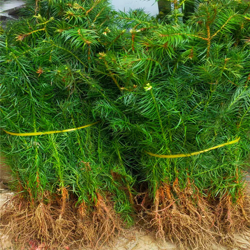 微信图片_20240630145952_副本