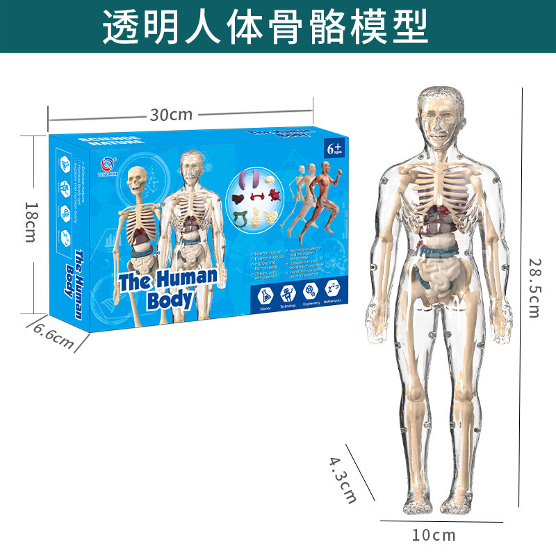跨境玩具早教人体器官骨骼模型套装科教中小学生DIY组装儿童益智|undefined