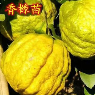Citrus Saplings, Crispy and Sweet, Big Mac, Large Fruit, Sweet Citron Saplings, Potted Sweet Lemon Saplings, Citron Fruit Saplings with Soil