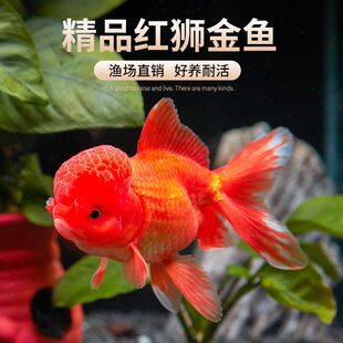 ���~���~�{���^С���^�p�~�t���{��ˮ�~��ˮ�~С���~����w