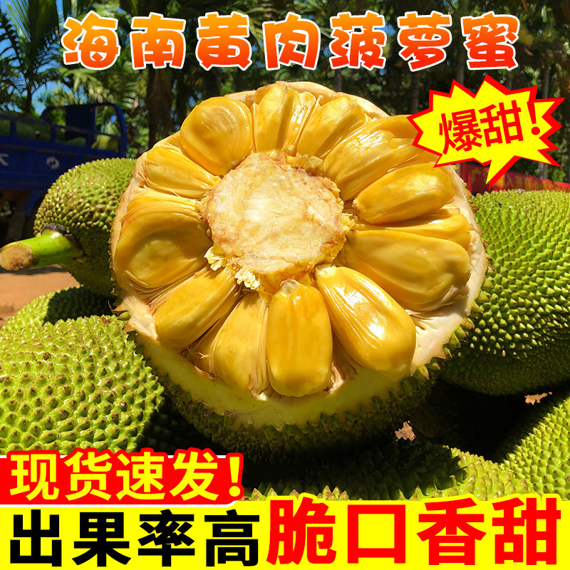 Hainan jackfruit fresh fruit free shipping 40 jin yellow flesh jackfruit whole fruit fresh box seasonal