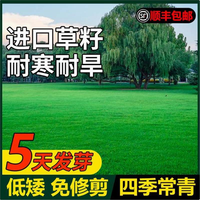 进口草坪种子免修剪四季青草籽护坡固土马尼拉草皮黑麦草冬季矮生