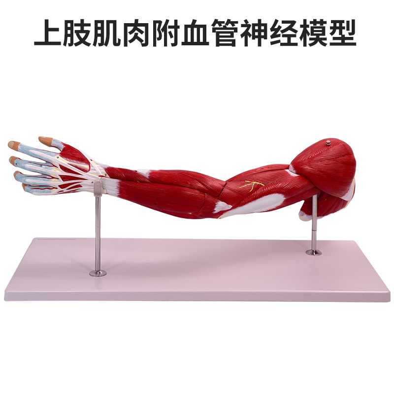 ҽѧ������֫����Ѫ����ģ�� �Ȳ��˶�ϵͳ ��Ȼ����֫�������