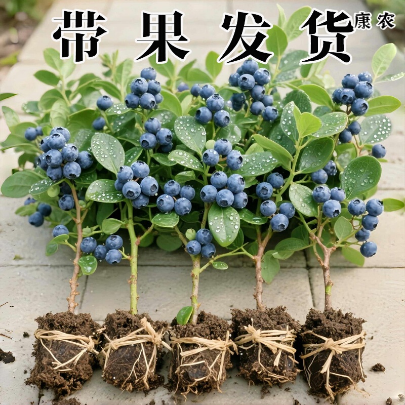 Blueberry Tree Seedlings with Large Fruits, Cold-Resistant Blueberry Seedlings for Potted and Ground Planting, Extra-Large Balcony Fruit Tree Seedlings That Bear Fruit in the Same Year Blueberry Tree Seedlings with Large Fruits, Cold-Resistant Blueberry Seedlings for Potted and Ground Planting, Extra-Large Balcony Fruit Tree Seedlings That Bear Fruit in the Same Year