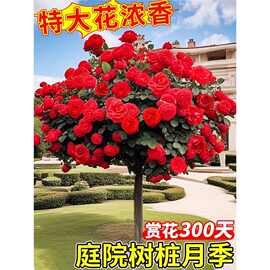 树桩月季特大花多季开花树状玫瑰棒棒糖月季花老桩花苗带花苞大苗