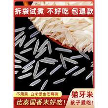 猫牙米泰国香米形状长粒香大米丝苗米煲仔饭专用米大米2023年新米