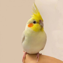 ���Pĵ����ë���B���^���r�B�r�B�H�˜�����B��ֳ���B