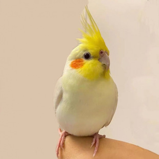 ���Pĵ����ë���B���^���r�B�r�B�H�˜�����B��ֳ���B