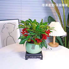 好养的花耐寒富贵子花卉室内植物富贵籽盆栽四季常青带果四季常青