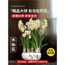 漳州水仙花种球盆栽水养带花苞风信子四季开年宵花卉植物室内好养