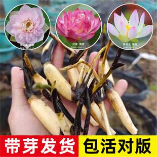 ������ɏ�Nź��΢��С�ɻ���ź��ˮ���߲ʺɻ��҃���ˮ��ֲ�ﻨ��