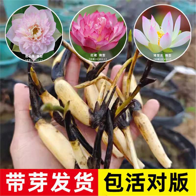 Mini Bowl Lotus Seed Lotus Seedlings, Miniature Small Lotus Seedlings, Lotus Seedlings, Aquatic Colorful Lotus Indoor and Outdoor Hydroponic Plants and Florals