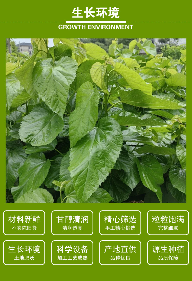 Mulberry Leaf Tea (Morus alba) — Sulfur-Free Dried Food Herb, 500g Loose Leaf key features
