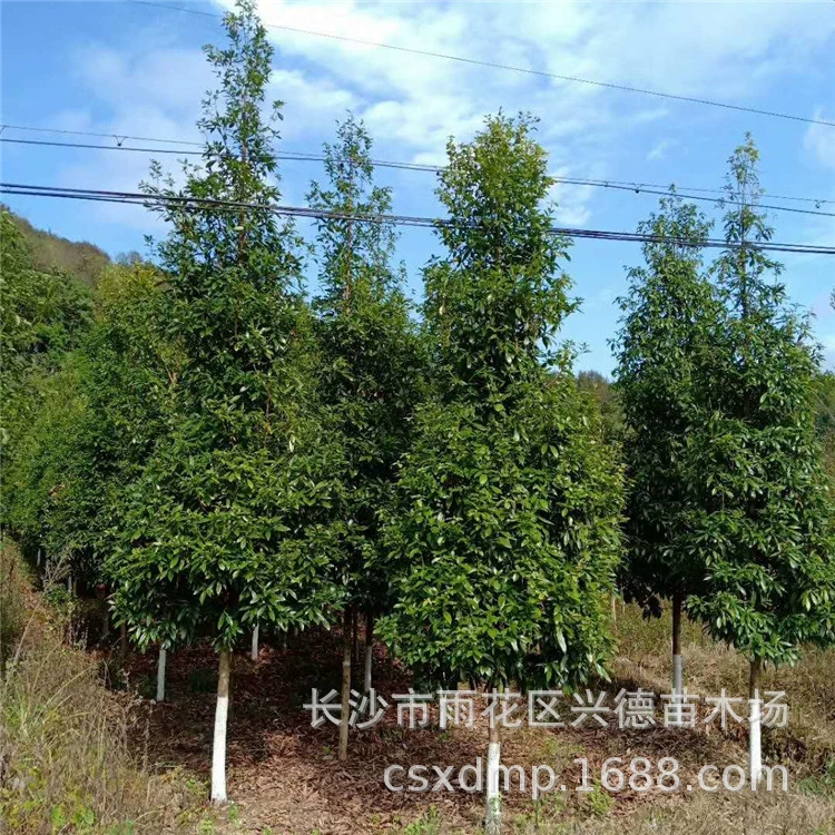 Оптовая продажа золотого нанму, малолистовой нанму из Хунани, вечнозеленого дерева для домашнего ландшафта, полная спецификация