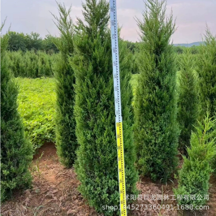 Высококачественные саженцы кипариса Пекинского кипариса для ландшафтного озеленения, вечнозеленые саженцы для посадки в ряды деревьев круглый год.
