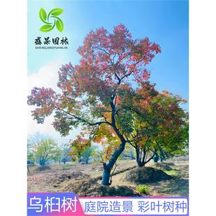�t�~���������~��ľ������������ͺ�ͥԺ�L�������Ә��������
