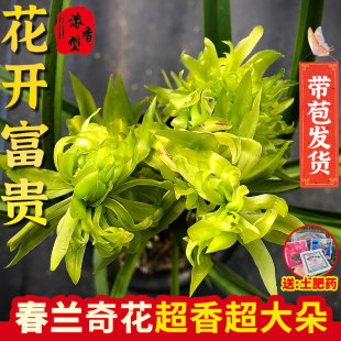 Spring Orchid Flowers Bloom Rich Base Straight Hair Super Fragrant New Year's Eve Florals Indoor Green Plants Potted Orchids Shipped with Buds