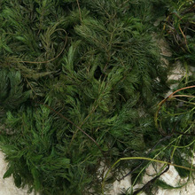 �S�����lˮ�|������ˮֲ�� ��� ���~���� �۲� ��β�� ��β��