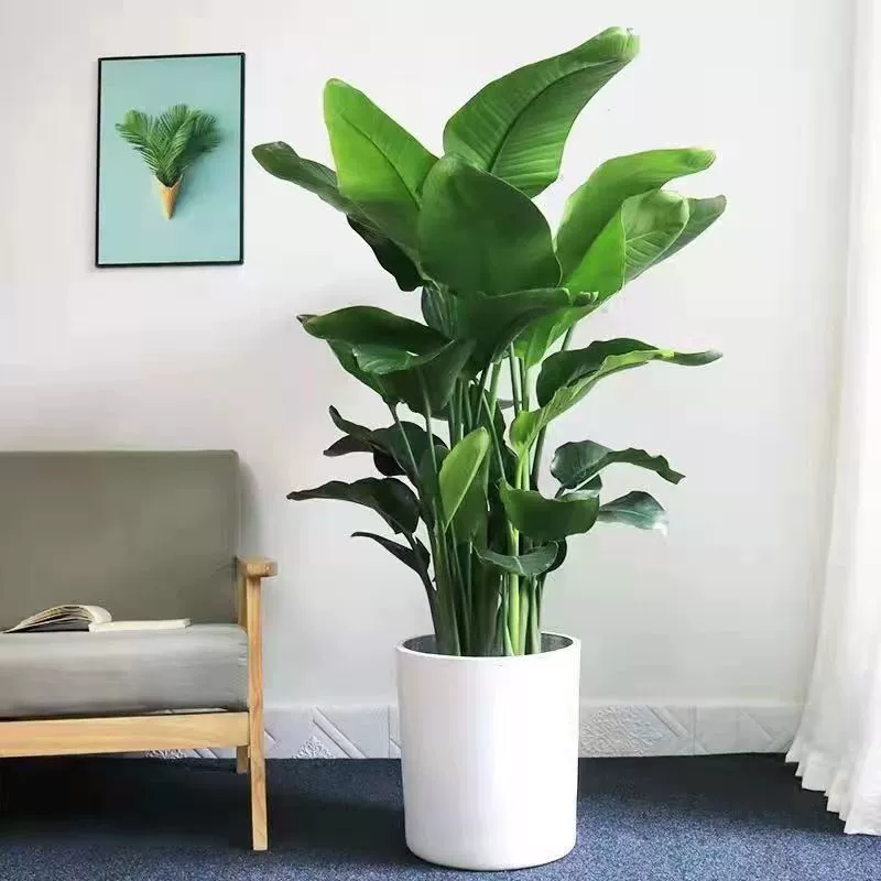 Растение райская птица в горшке, птица, стрелиция, многолетнее, вечнозеленое, зеленое растение, цветок для спальни, легко ухаживать за всеми сезонами, цветочная фабрика