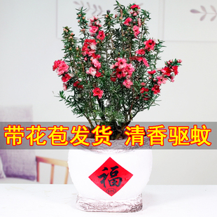 Australian Pine Red Plum Potted Plant with Buds Shipped to the Office, Blooming in All Seasons, Easy to Grow Florals and Green Plants to Purify the Air