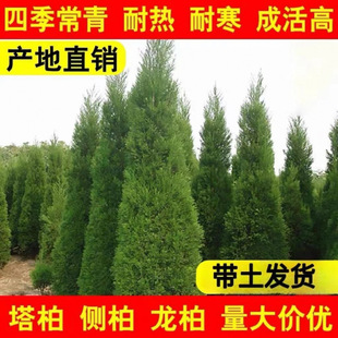 Cypress Saplings, Pine Saplings, Cypress Saplings, Platycladus Saplings, Platycladus Saplings, Evergreen All Year Round