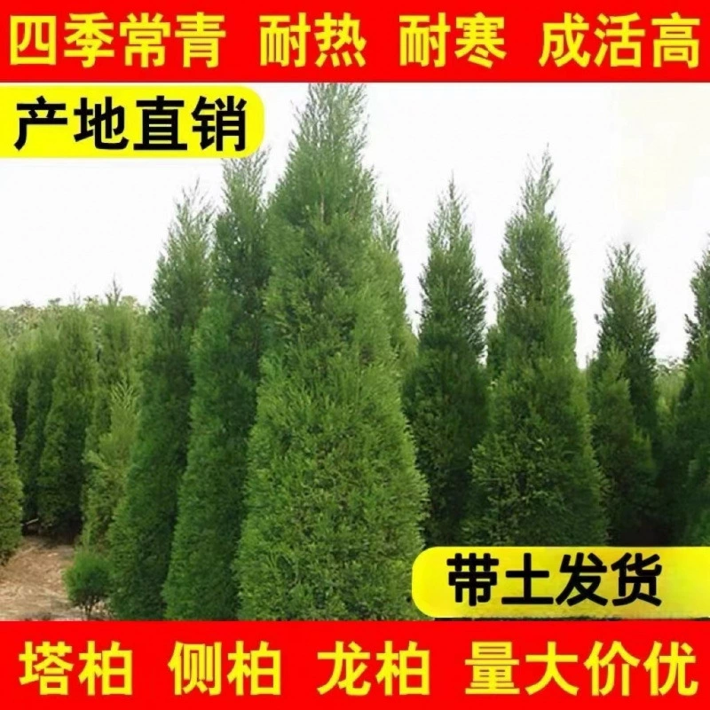 Саженцы кипариса, саженцы сосны, саженцы кипариса, саженцы Platycladus, саженцы Platycladus, вечнозеленые круглый год